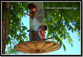 birdfeeder