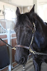Betsy chose me to ride today!  I'm so excited to trot and smell the fresh spring air!