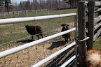 Baaa!!  Baaa!!  Oh, hi G.K.  Can you please tell us what the deal is with Sharkey?