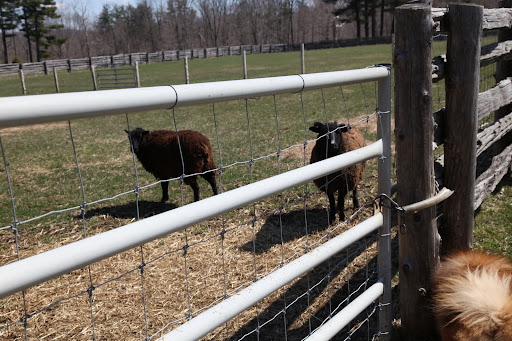 Baaa!!  Baaa!!  Oh, hi G.K.  Can you please tell us what the deal is with Sharkey?