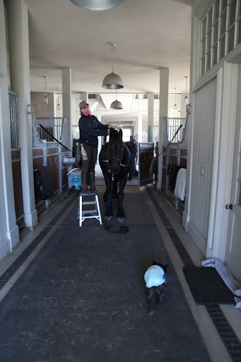 Well, hi there, Betsy!  Who are we getting ready to ride?  Ramon?