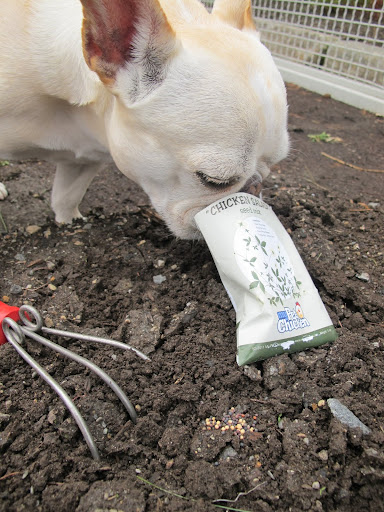 I'll just sprinkle and spread some seeds here, but there are still so many in the packet!