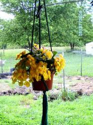 Porch Begonia