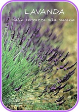 Lavanda