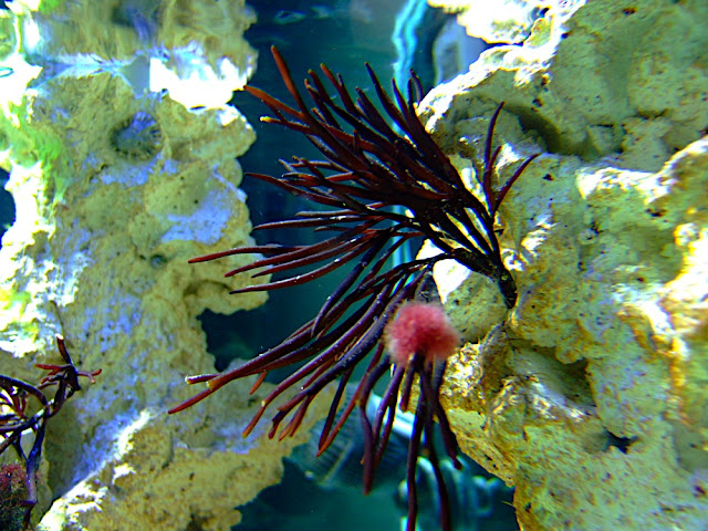 algue rouge