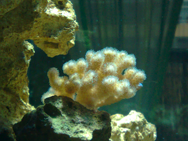 pocillopora damnicornis pocillopora damnicornis
