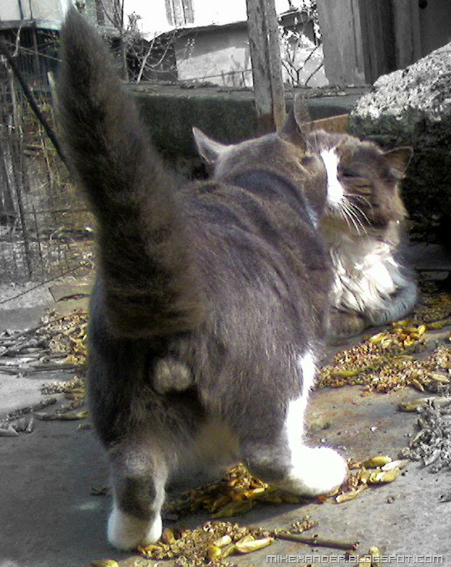 Foto0010