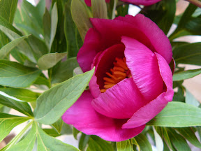 Pivoine sauvage