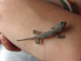tiny gecko