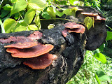 shelf fungus in Taipei County