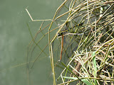 IMG_2130.JPG