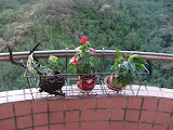 IMG_5437.JPG