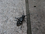 IMG_4534.JPG