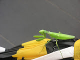 IMG_4686.JPG