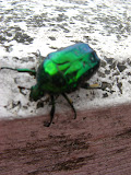 IMG_4322.JPG