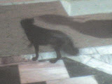 DSC00378.JPG