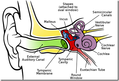 human_ear