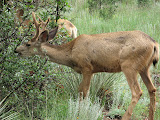 IMG_1260.JPG