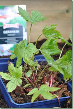 Geranium nodosum