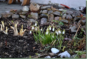 snödroppar vid trattorian