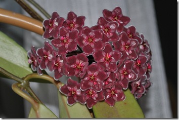Hoya Publicalix Hoya Publicalix