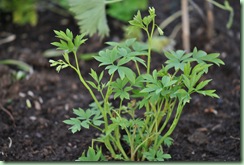 Dicentra spectabilis ‘Alba’ 