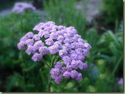 lilac beauty lilac beauty
