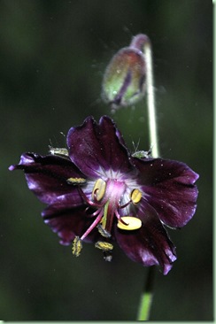 Geranium phaeum 'Samobor'