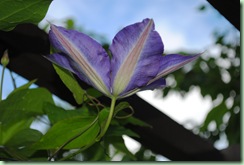 namnlös clematis