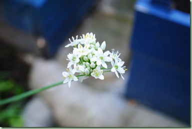 allium tuberosum