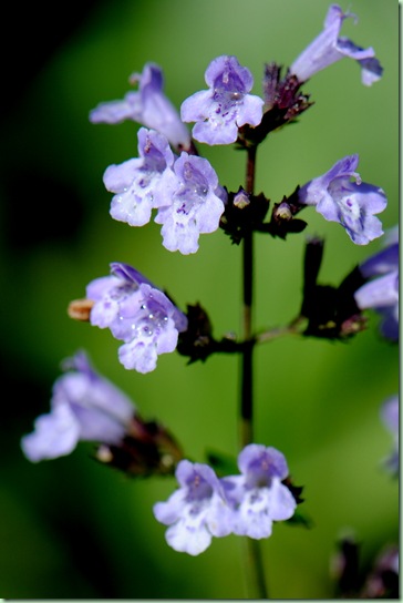 Calamintha nepata ssp nepata