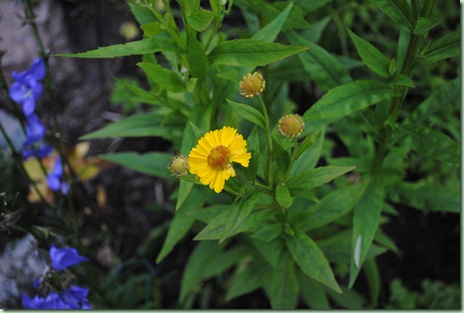 Helenium autumnale 'Early Gold'