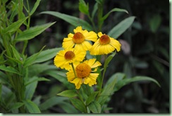 Helenium autumnale 'Early Gold'