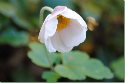 Anemone japonica hybrid,Honorine Jobert Dafo