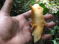 IMG_0117.jpg