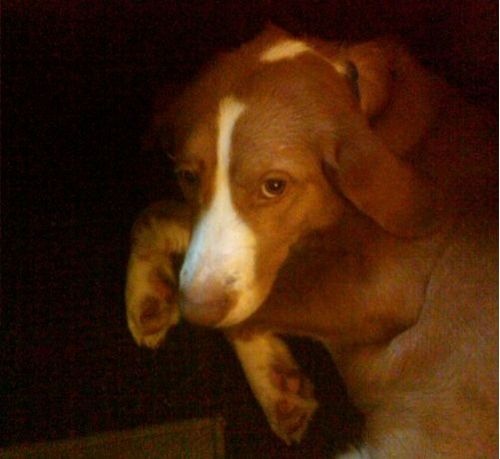 Aquí teneis una foto del angelito perruno, Oscar.