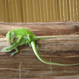 Hedonisia & Hawaii Photo Album 2007