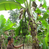 Jody showing off some bananas from the garden at the school.