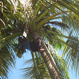 So this is how they harvest coconuts.