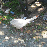 Guard geese will attack!