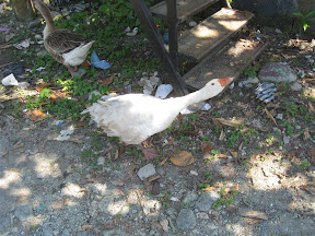 Guard geese will attack!