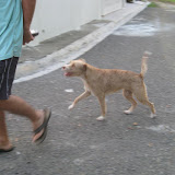 Happy follows Charlie down the street.