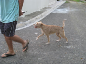 Happy follows Charlie down the street.