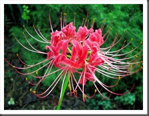 spiderlily spiderlily