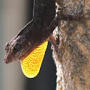 Brown Anole