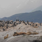 1er pingoins et phoques près d'Ushuaia