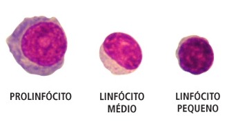 Linfócitos Linfócitos