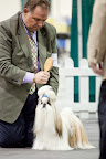 Best in show judging