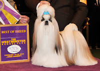 Austin wins Best of Breed at Westminster!