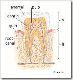 teeth and gum